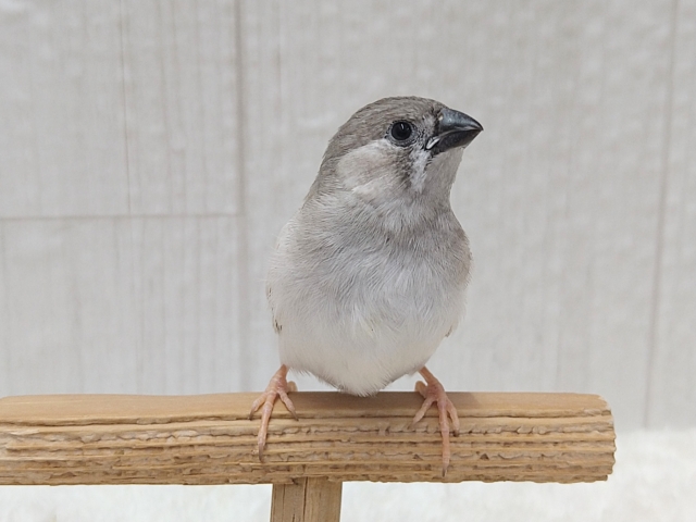錦花鳥（キンカチョウ）