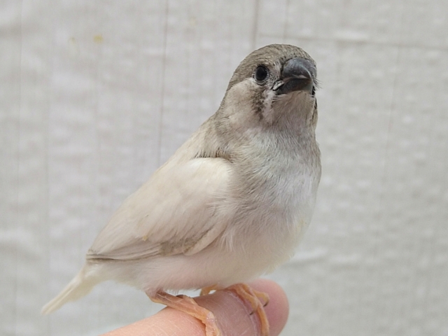 錦花鳥（キンカチョウ）