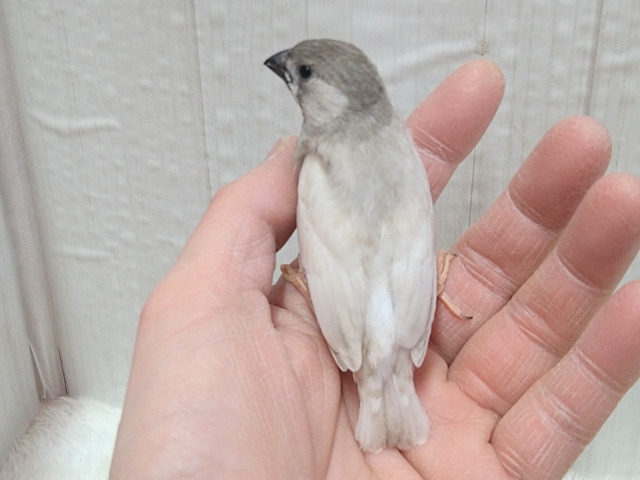 錦花鳥（キンカチョウ）