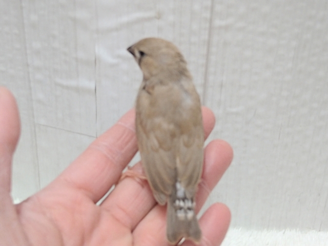 錦花鳥（キンカチョウ）