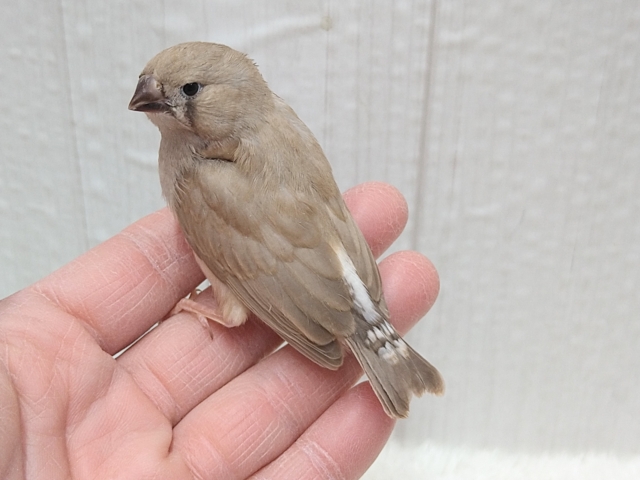 錦花鳥（キンカチョウ）