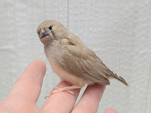 錦花鳥（キンカチョウ）