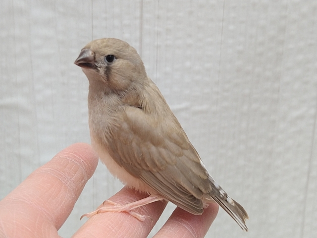 錦花鳥（キンカチョウ）