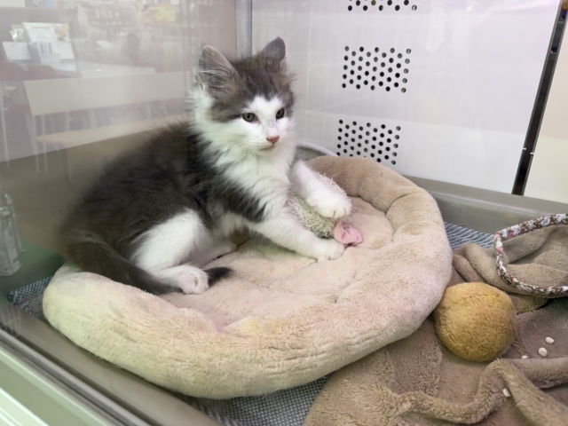 ノルウェージャンフォレストキャット