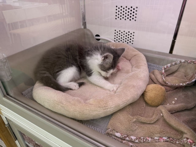 ノルウェージャンフォレストキャット