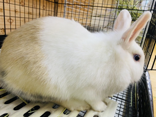 ミニウサギ