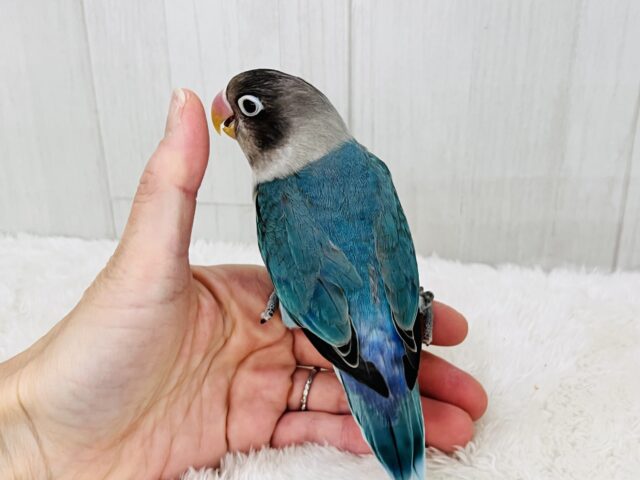 ボタンインコ