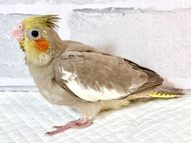 オカメインコ