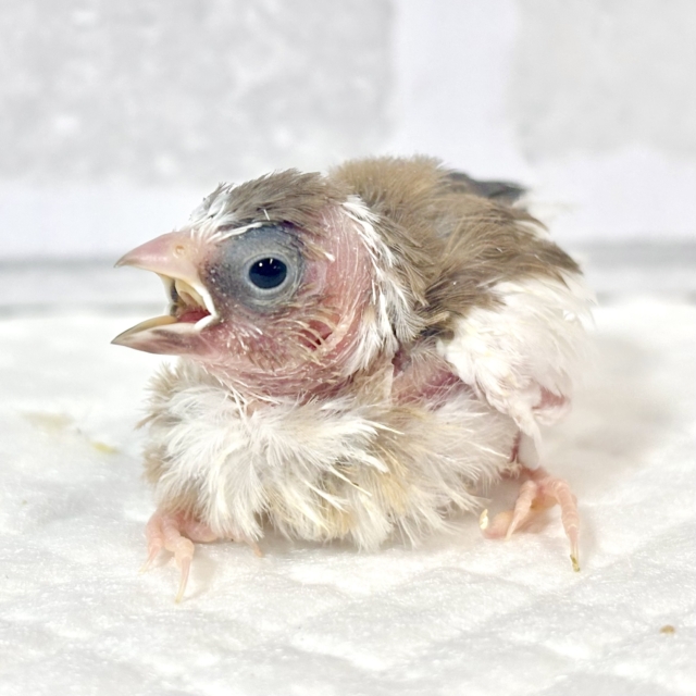 十姉妹（ジュウシマツ）