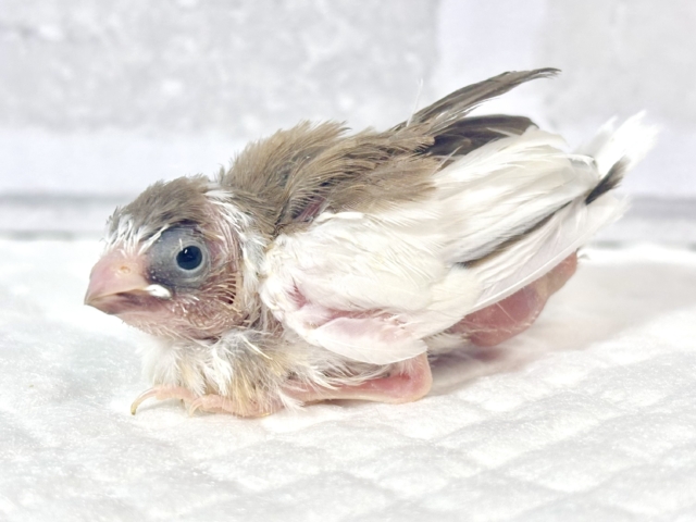 十姉妹（ジュウシマツ）