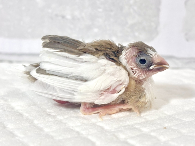 十姉妹（ジュウシマツ）