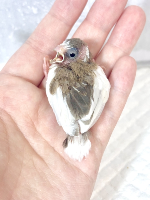 十姉妹（ジュウシマツ）