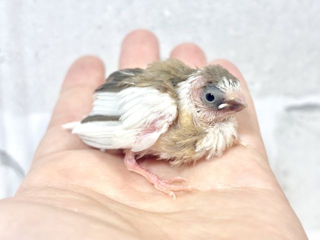 十姉妹（ジュウシマツ）