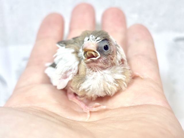 十姉妹（ジュウシマツ）