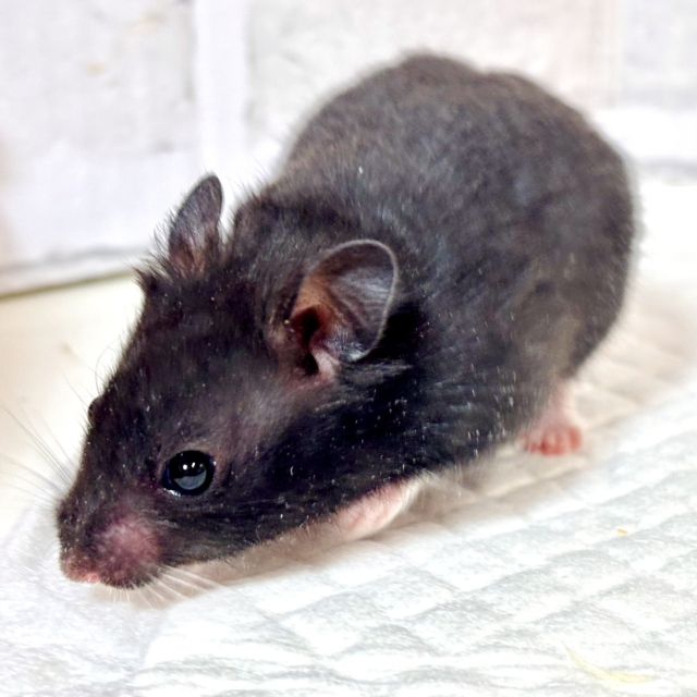 ドワーフハムスターの1種