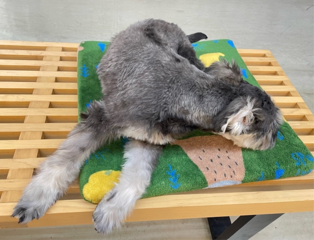 ミニチュアシュナウザー