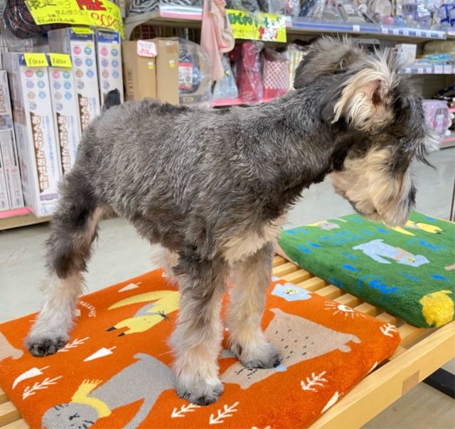 ミニチュアシュナウザー