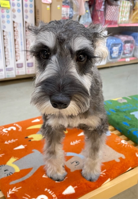 ミニチュアシュナウザー