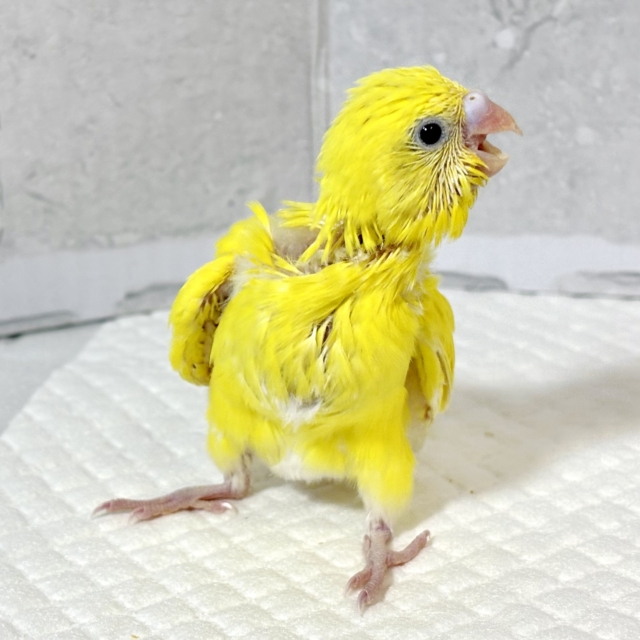 セキセイインコ