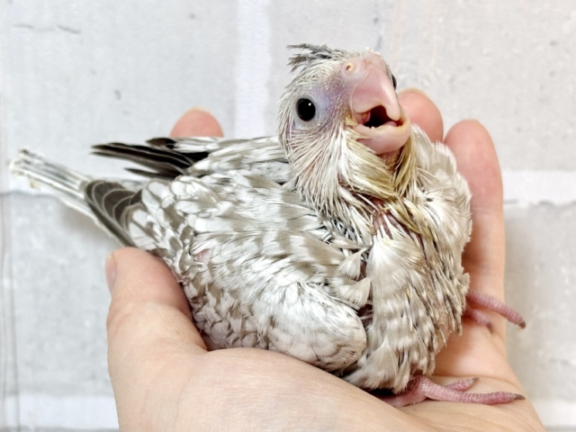 オカメインコ