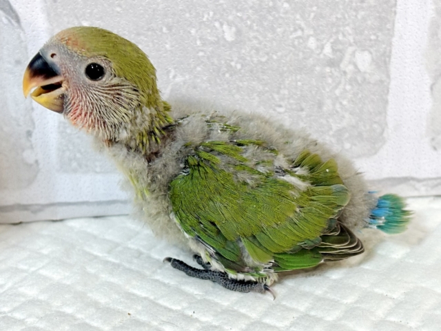 コザクラインコ（小桜インコ）