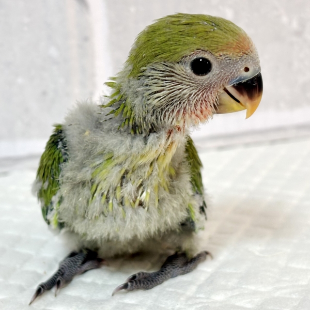 コザクラインコ（小桜インコ）