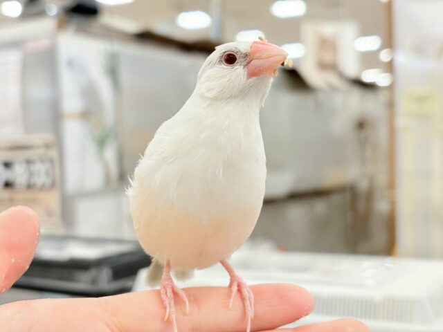 シルバーイノ文鳥