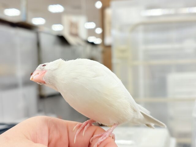 シルバーイノ文鳥