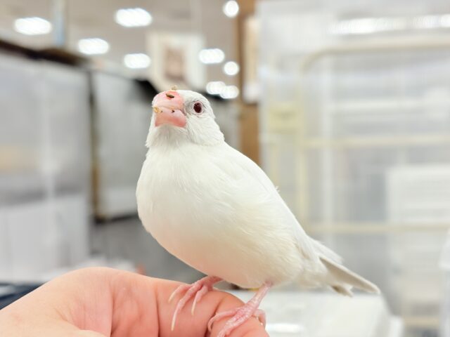 シルバーイノ文鳥