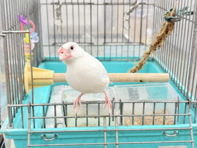 シルバーイノ文鳥