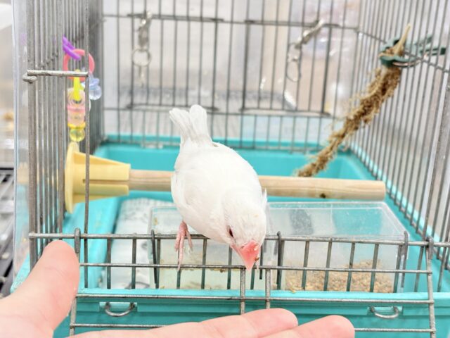 シルバーイノ文鳥