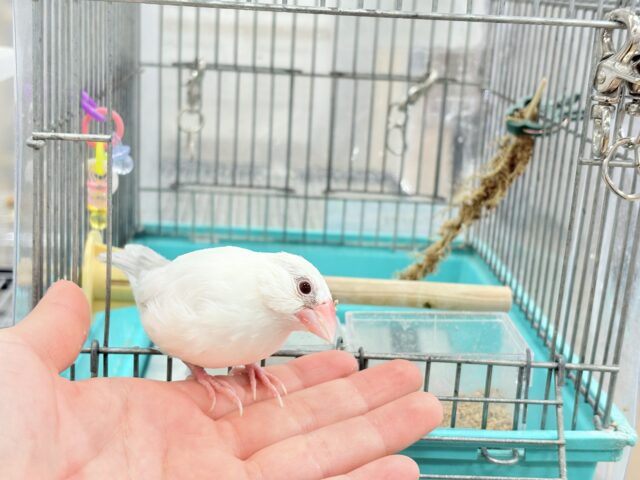 シルバーイノ文鳥