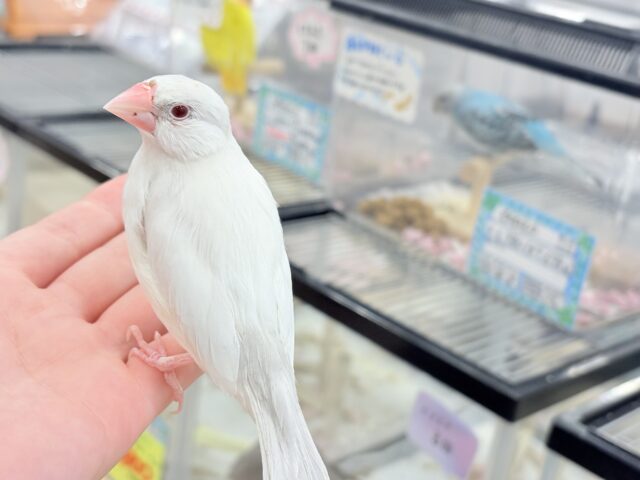 シルバーイノ文鳥