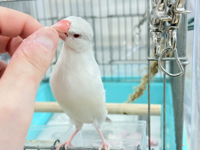 シルバーイノ文鳥