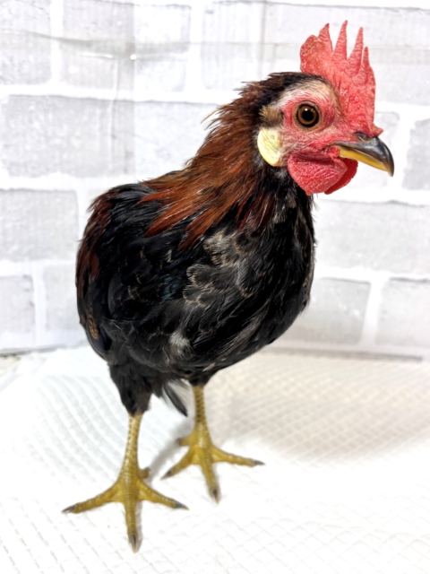 尾曳赤笹チャボ