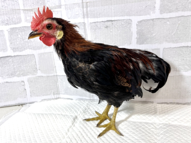 尾曳赤笹チャボ