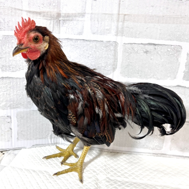 尾曳赤笹チャボ