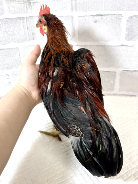 尾曳赤笹チャボ