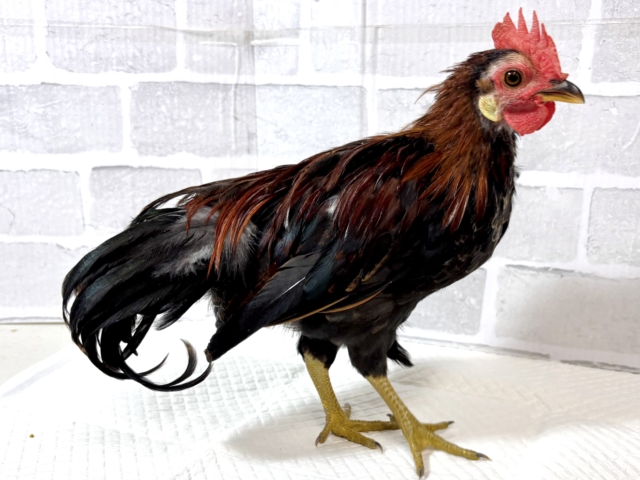 尾曳赤笹チャボ