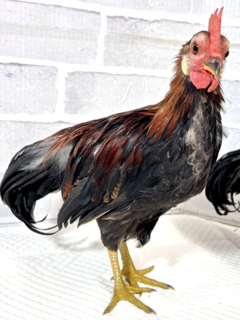 尾曳赤笹チャボ