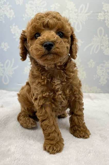 トイプードル