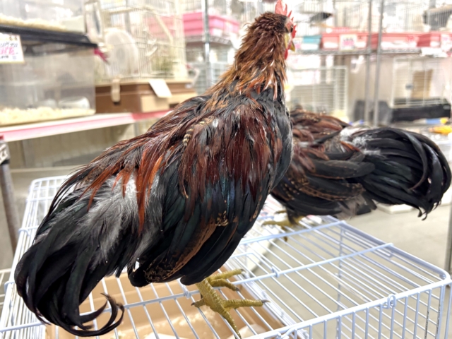 尾曳赤笹チャボ