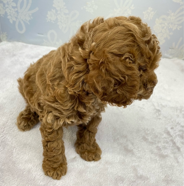 トイプードル