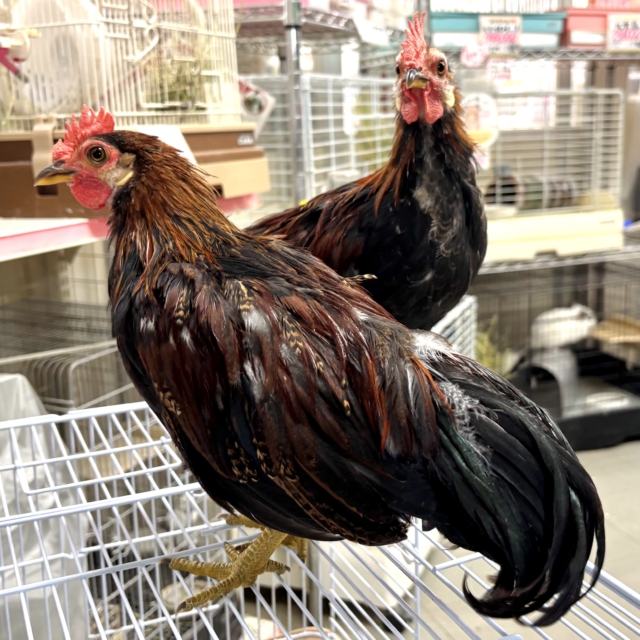 尾曳赤笹チャボ