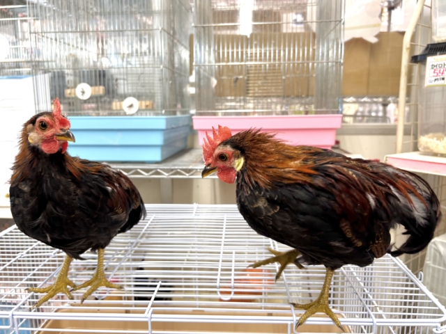 尾曳赤笹チャボ