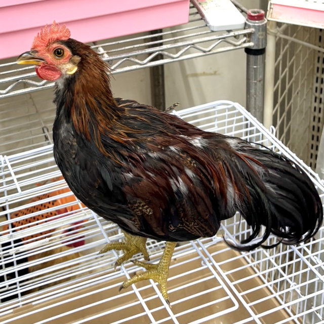 尾曳赤笹チャボ