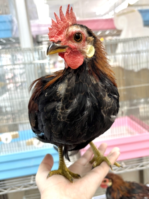 尾曳赤笹チャボ