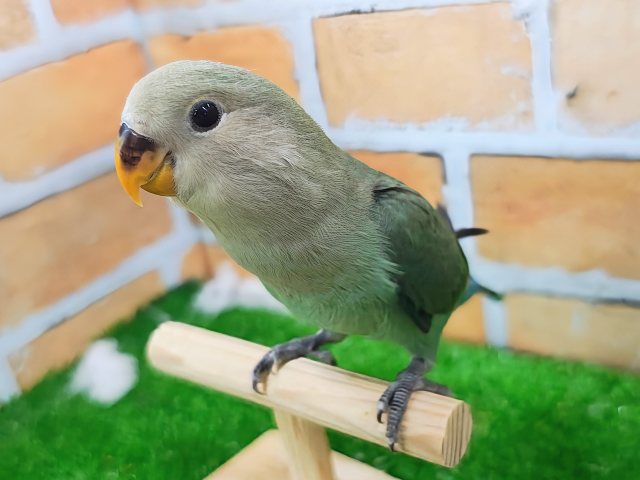コザクラインコ（小桜インコ）