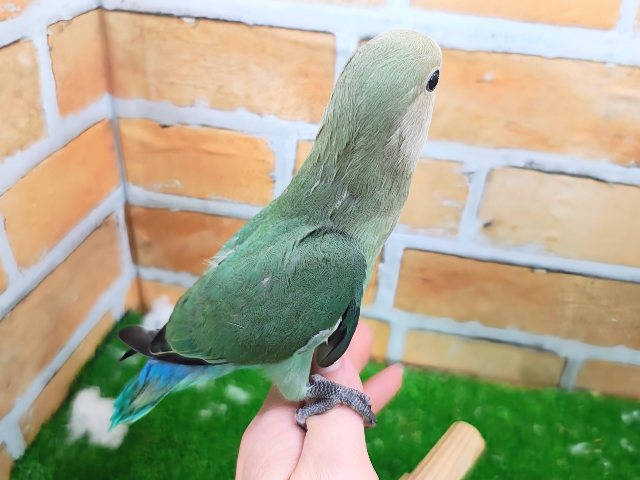 コザクラインコ（小桜インコ）