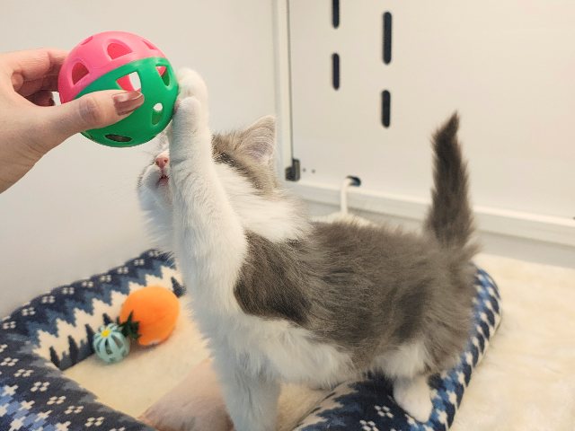 ノルウェージャンフォレストキャット